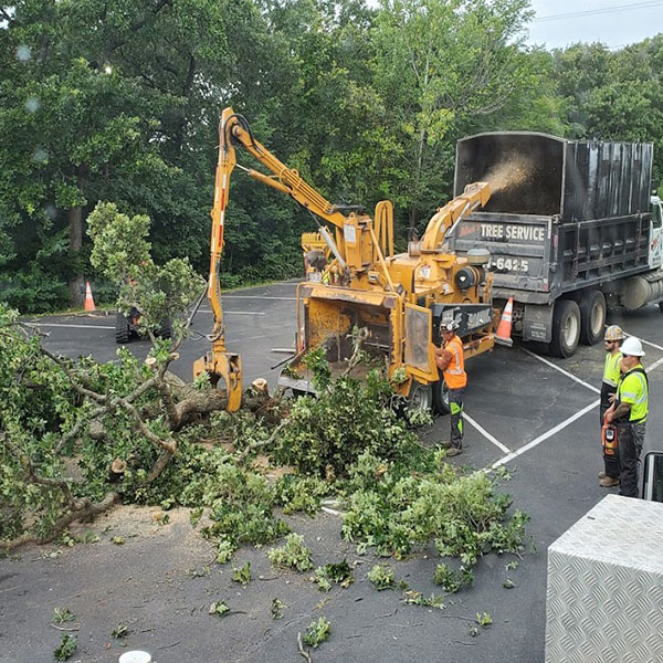 A large tree is being cut down by workers.