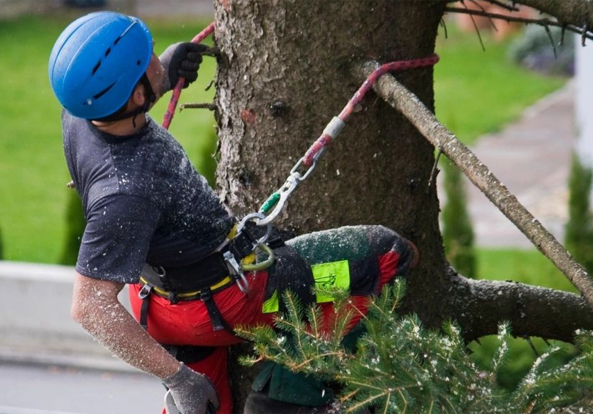 A man in blue helmet and safety gear is on a tree.